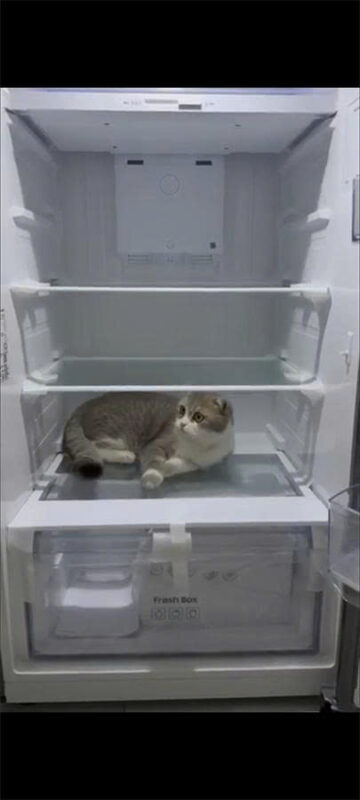 Tủ lạnh Samsung Inverter 305 lít RT31CG5424B1SV